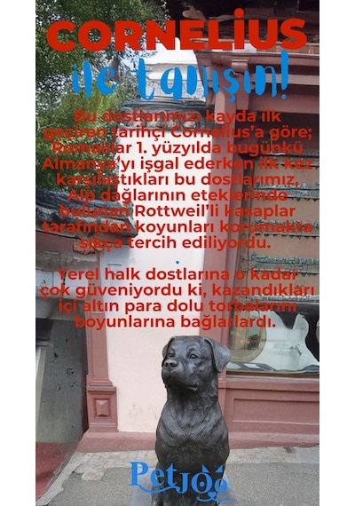 Petjoo 20.Cornelius Mavi-Kırmızı Qr'lı Köpek Künyesi