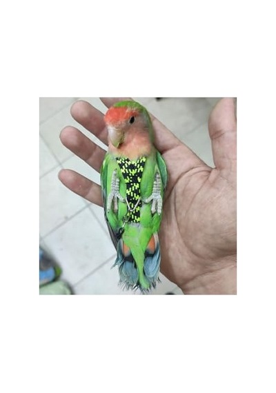 Taban Örtüsü 3x10 Metre Sera Taban Örtüsü Jüt Siyah Taban Örtüsü Malçlama Örtüsü Yer Örtüsü