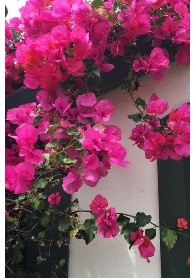 Bougainvillea Pembe Begonvil Canlı Dış Mekan Sarmaşığı 10-20 Cm