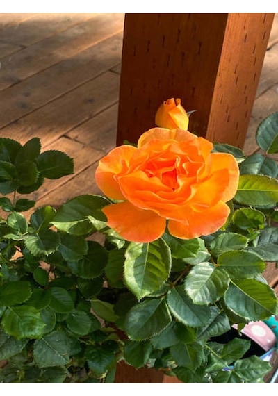 Yediveren Turuncu Renkli 30 50 Cm 1 Adet Saksılı Aşılı Gül Orange Rose