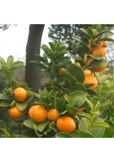 Tüplü Aşılı Fukushu İri Yuvarlak Kamkat Fidanı 40-60 Cm