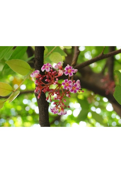 Aşısız Star Fruit Fidanı 4 Yaş 120 Cm Üstü