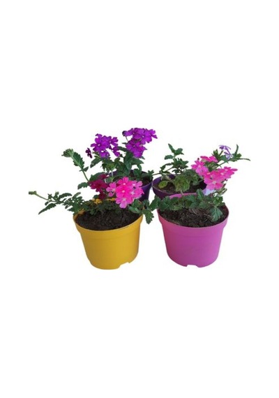 4'lü Set Mini Mine 2 Adet Mor 2 Adet Pembe Renkli 5-10 Cm