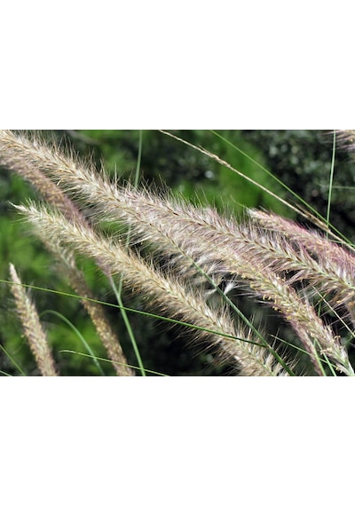 Pennisetum Çalısı 10'lu Set