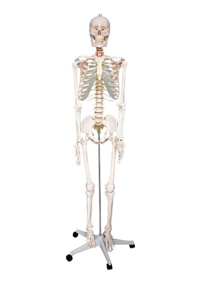 Temel Büyük İskelet Modeli 160 Cm