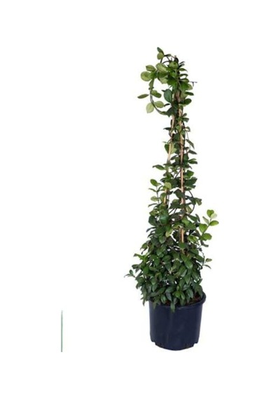 Arap Yasemini 1. Sınıf Ürün 50-70cm Saksılı/ Tüplü Kokulu
