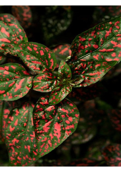 Kırmızı Hostes Çiçeği 1 Adet Saksılı Red Hypoestes 10-20cm