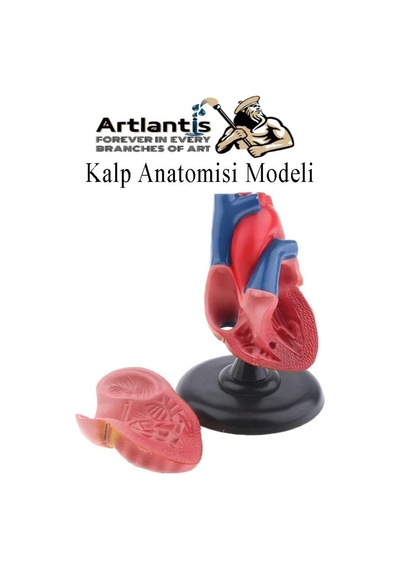 Kalp Modeli 2 Parça 1 Adet Gerçek Boy Kalp Anatomisi Modeli İnsan Kalp Modeli Renkli Bilim Deney Malzemesi
