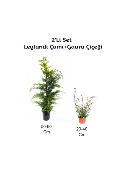 Leylandi Çamı+ Gaura Çiçeği 2'li Set Dış Mekan Bitkisi