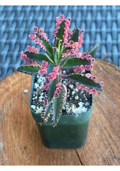 Videolu Pembe Aşkın Gözyaşı 1 Adet Saksılı 10-15cm Kaktüs Ve Sukulent Kalanchoe Daigremontiana