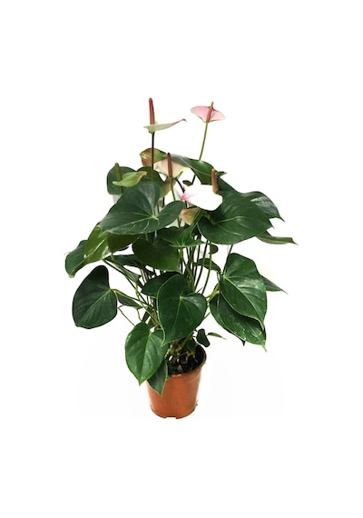 Anthurium Princess 'Amelia' (Flamingo Çiçeği) Ø12 CM Y35-40 CM Anthurium Princess 'Amelia' (Flamingo Çiçeği) Ø12 CM Y35-40 CM