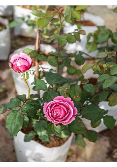 Yediveren Pembe 50-90 Cm Saksılı Aşılı Gül Pink Rose