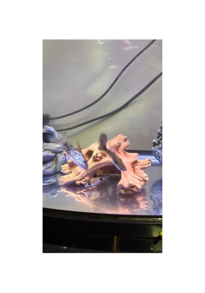 Akvaryum Ve Terraryum İçin Dekoratif Kök