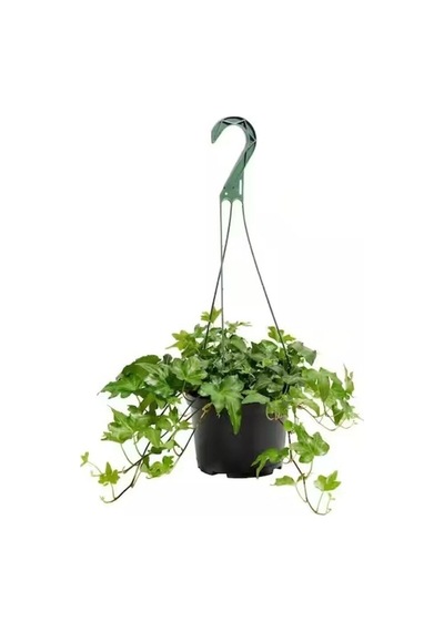 Askılı Saksıda Ingiliz Sarmaşığı Bitkisi Hedera Helix