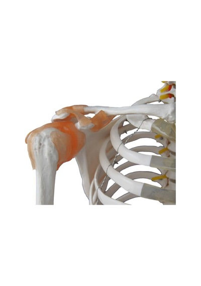 İnsan İskeleti Modeli 180Cm Kaslar Bağlar Ligamentli Tekerlekli