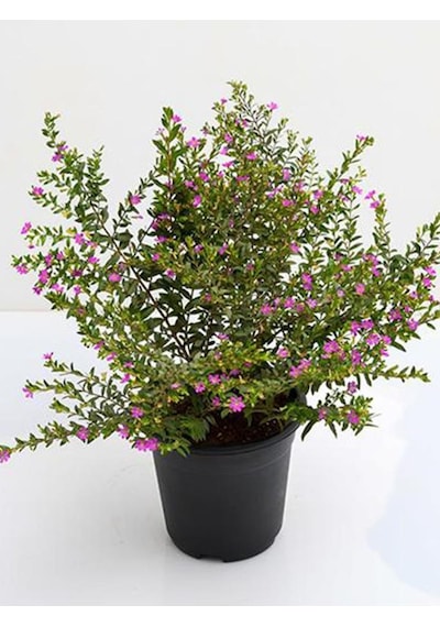 Kufeya Çiçeği Cuphea Hyssopifolia 10-20 Cm
