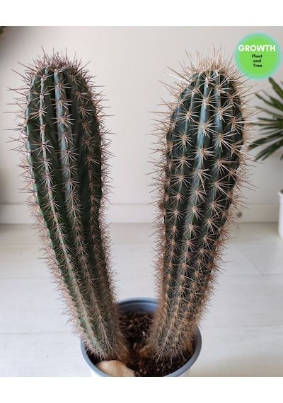 Pachycereus Pringlei Meksika Kaktüsü 35cm 1 Adet