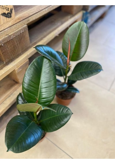 Ficus Elastica Robusta Yeşil Yaprak Kauçuk Ev Ofis Bitkisi Salon Çiçeği 20-45cm