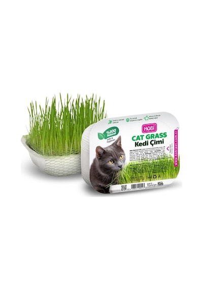 Hobi Fileli Kedi Çimi Cat Grass Ekonomik - Sindirim Dostu Ve Eğlenceli Aktivite