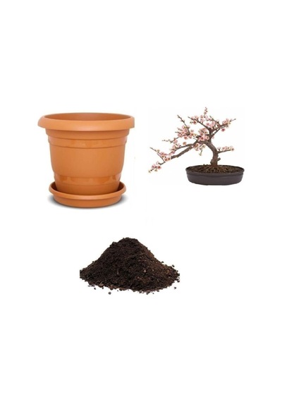 Ithal Cherry Blossom Bonzai Ağacı Tohumu Ekim Seti