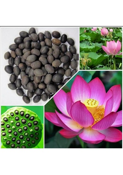 Lotus Çiçeği Nilüfer İçin Su Altı Torf Karışımı Toprağı 1 Lt Toprak - 1 Adet Lotus Tohumu H 0.15 KG