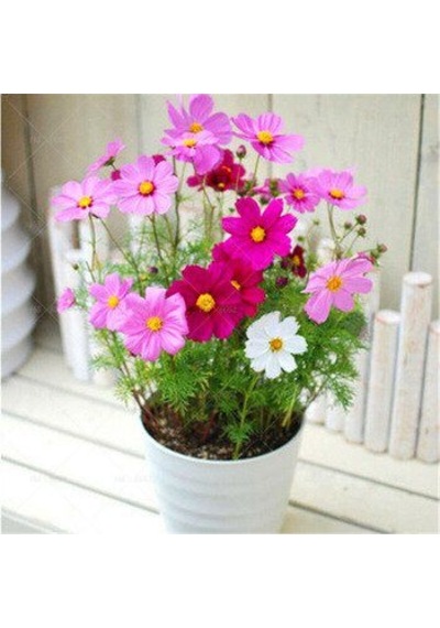 Kosmos Çiçeği Tohumu Cosmos Çiçek Tohumu 5 Tohum+Saksı+Toprak+Hed