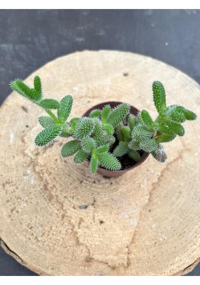 Delosperma Echinatum-5,5 Cm Saksıda Tombul Tüylü Yapraklı Sukulent - Saksı Hediyeli