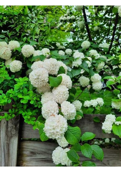 Kartopu Çiçeği Tüplü 1 Adet Tüplü/ Saksılı 30-55 Cm Dış Mekan Bitkisi Viburnum Opulus