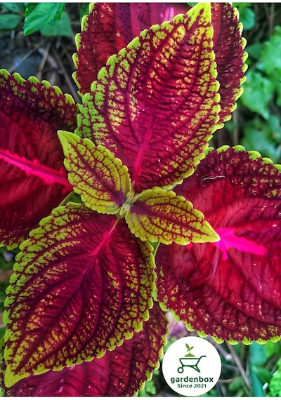 Yaprak Güzeli Çiçeği 1 Adet 10-20cm Coleus