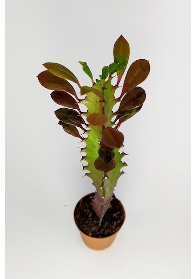 Euphorbia Trigona Royal Red Nadide Tür Kaktüs Özel Tür Kaktüs
