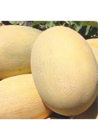 Yerli Ananas Kavun Tohumu 10 GR Ort 200 Tohum N11718