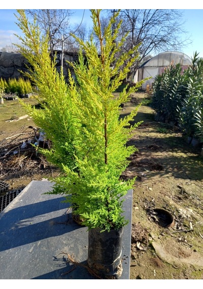 10 Adet Limon Çamı, Limon Servi 60-80 Cm. Siyah Poşette