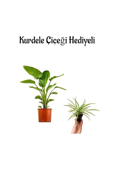 Bakımlı Starliçe Cennet Çiçeği Strelitzia Bitkisi Kadınlar Gününe Özel Kurdele Çiçeği Hediyeli