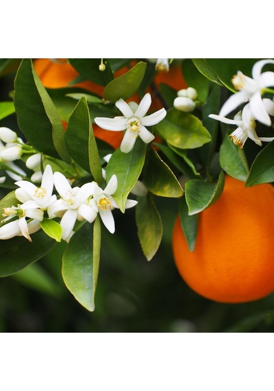 Satsuma Mandalina Fidanı Bol Verimli