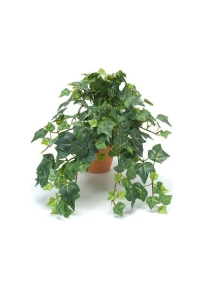Hedera Helix Sarmaşığı Saksı Ofis Ev Ve Balkon Bitkisi