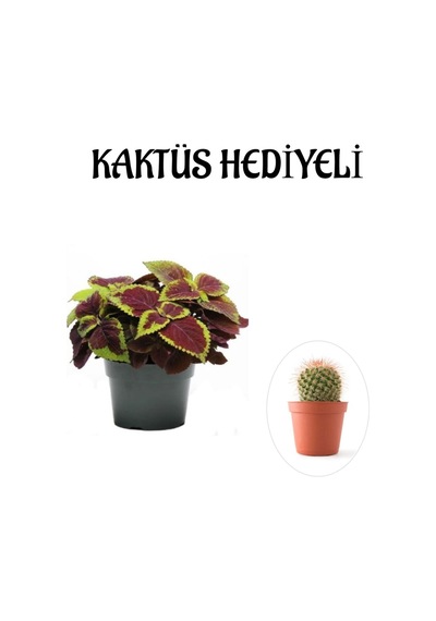 Renkli Yapraklı Yaprak-cam Güzeli Sevgililer Gününe Özel Kaktüs Hediyeli