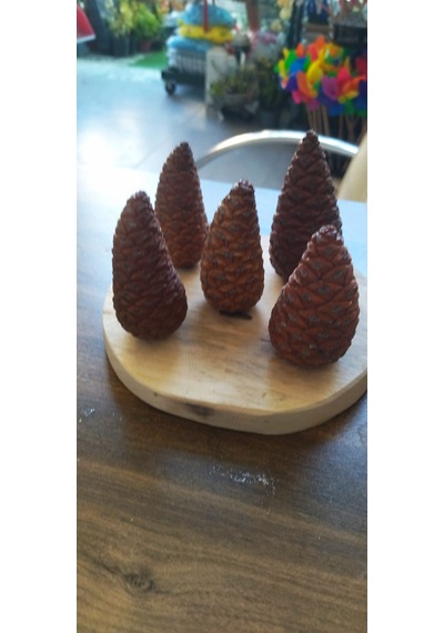 3 Kg Doğal Elenmiş Bahçe Toprağı Saksı Toprağı Çiçek Toprağı Bitki Toprağı Kaktüs Sukulent Bonsai İçin Uygun 5 Adet Dekoratif Açmamış Kozalak Hediyeli