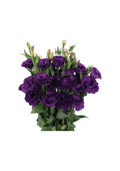 Lisianthus Lale Gül Advantage Serisi - Mor 5 Tohum