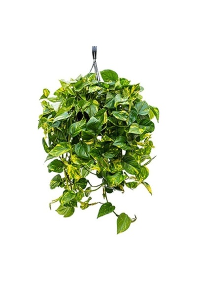 Serada Decor Plant Patos Sarmaşık Salon Sarmaşığı Askılı Saksıda