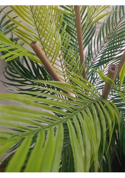 Areka 4 Bambu Gövdeli Palmiye Ağacı Kare Saksıda