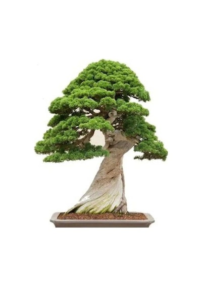 Bodur Bonsai Okaliptüs Ağacı Tohumu 5 Tohum + Tohum