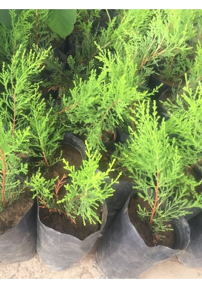 Videolu Mis Kokulu 10 Adet Limon Selvi Fidanı Bahçe Çamı 10-20cm Tüplü Lemon Cypress Tree
