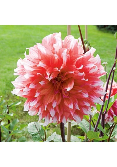 10adet Pembe Beyaz Renk Yıldız Çiçeği Dahlia Tohumu + 10 Adet Hediye Karışık Renk Gül Çiçek Tohumu