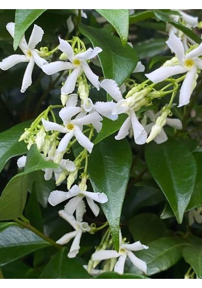 Videolu Yoğun Kokulu Arap Yasemin Çiçeği 1 Adet Saksılı/ Tüplü 40-50 Cm Star Jasmine