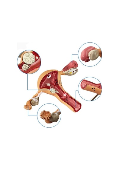 Uterus Pelvik Taban Maketi Model 41