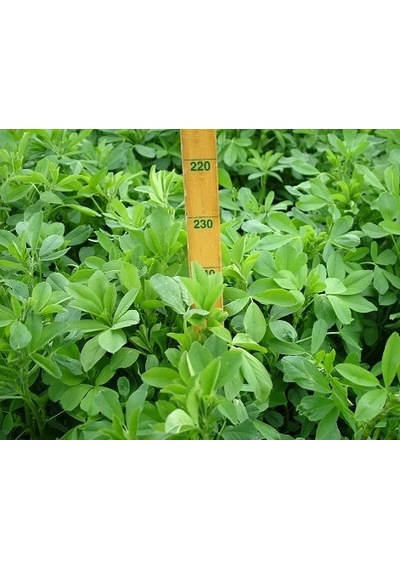 Yonca Tohumu Gea Yonca 1 KG İthal Yonca Tohumu Gea Yonca Tohumu