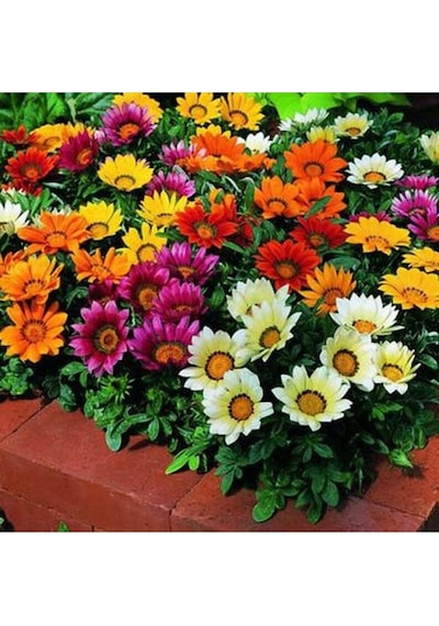 10 Adet Gazania Mix Flower Tohumu