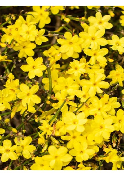 Sarı Yasemin Çiçeği Fıdanı 1 Adet 50-70 Cm Saksılı Dış Mekan Bitkisi Yellow Jasmine