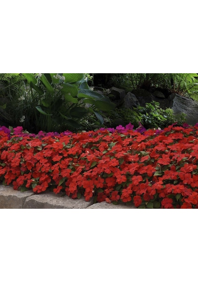 Cam Güzeli Çiçeği -impatiens Walleriana - Kırmızı 10 Adet