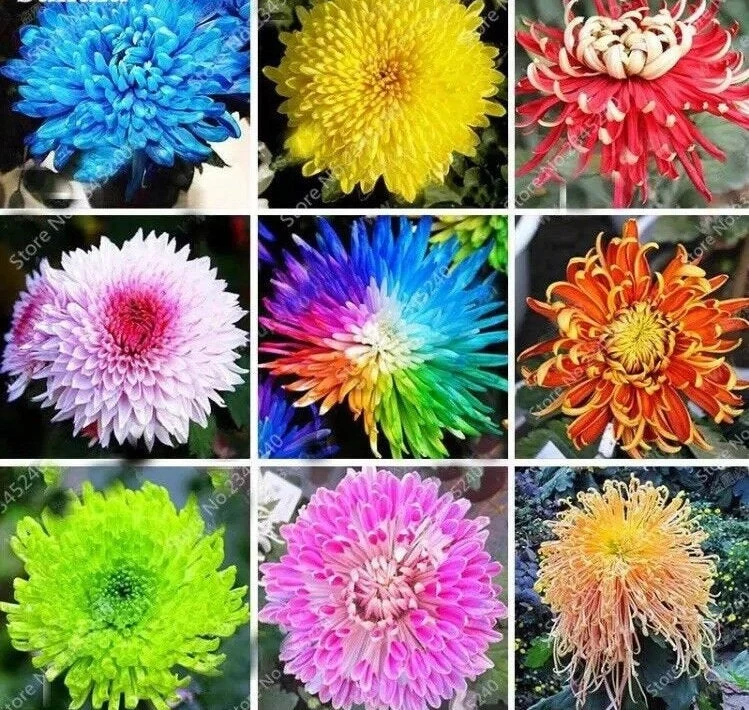 104 Adet Bodur Yıldız Dahlia Çiçeği Yumrusu Karışık 15 Renk .yumru Boyu 9 Cm . Yeni Mahsul.çiçekli Boyu 45 Cm.